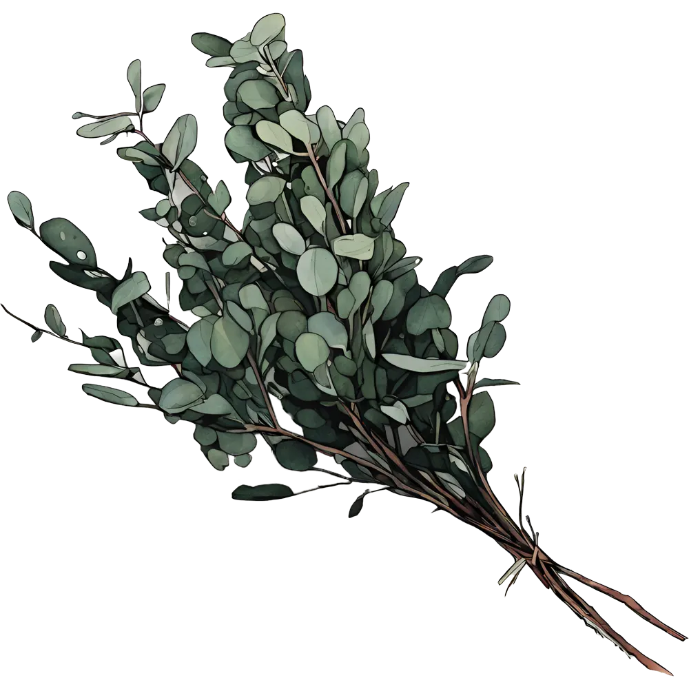 eucalyptus