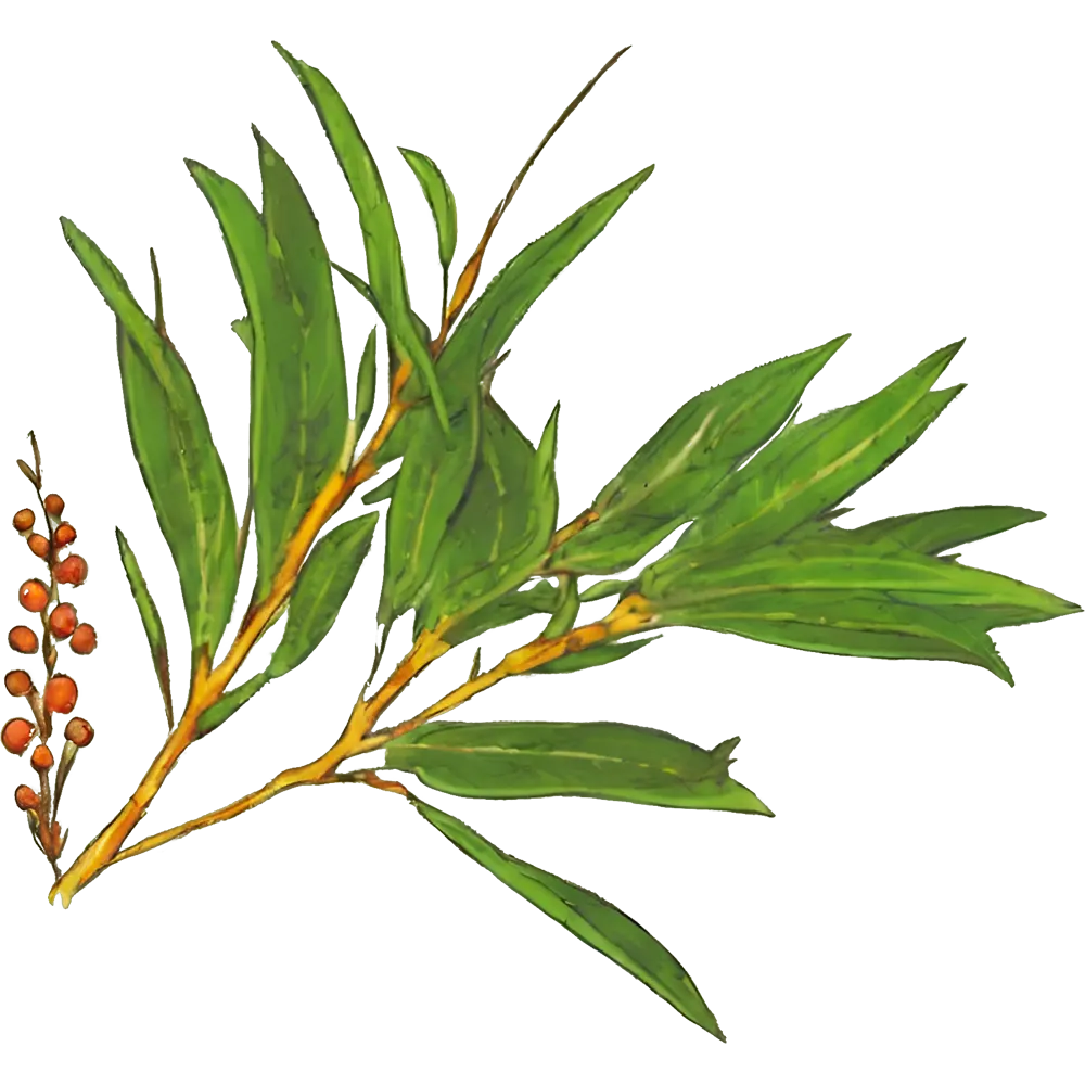 tea tree